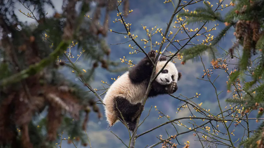 4K 壁纸 熊猫在自然中的简约之美，树枝背景